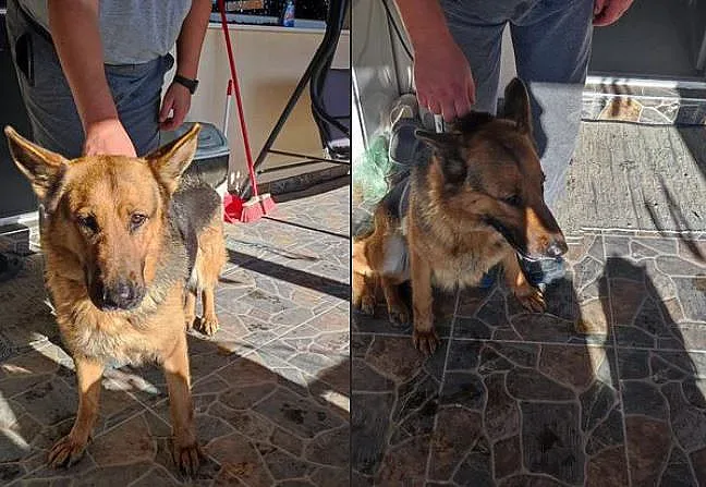 Новогодишната заря превърна домашни любимци в бегълци