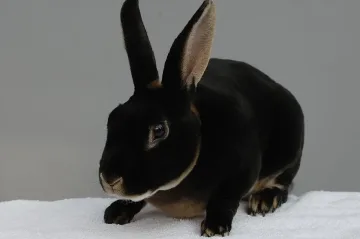 Идва годината на Заека. 2 цвята са забранени за новогодишната нощ