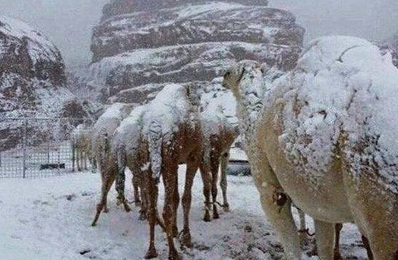 Времето напълно полудя. Необичайни явления