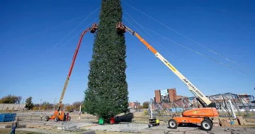 Кое е най-високо дръвче и други рекорди на Гинес за коледната елха