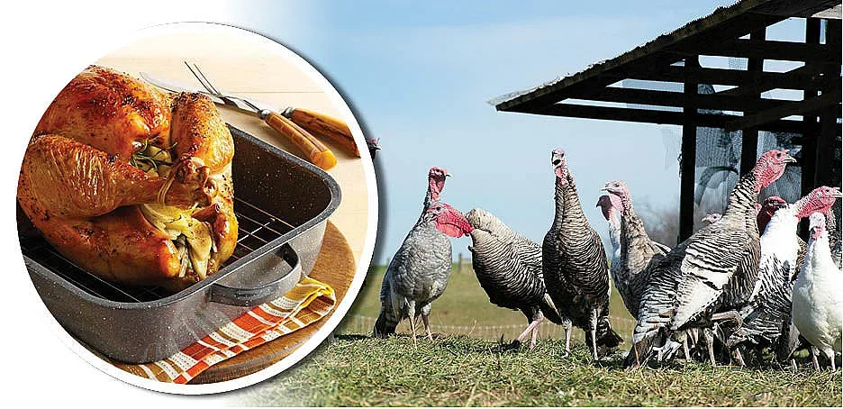 Коледната пуйка чупи рекорди. Няма такива цени