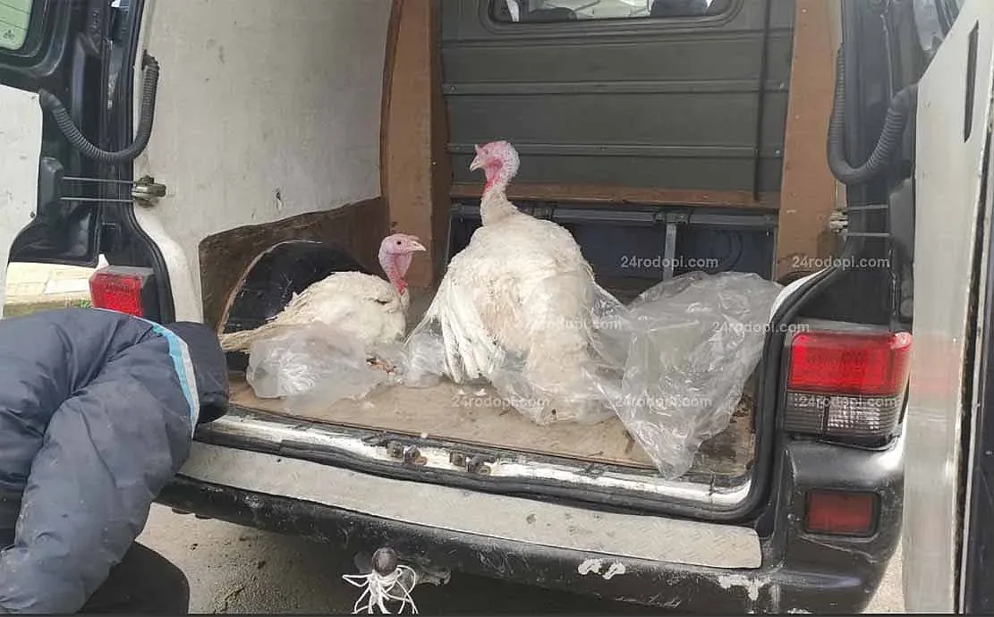 Пуйка за Коледа? Цените чупят рекорди