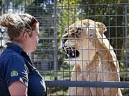 Пантера ли? Ето какво направи лъв с жена