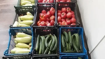 Първа реколта свежи домати от общинската зеленчукова градина за казанлъшките деца
