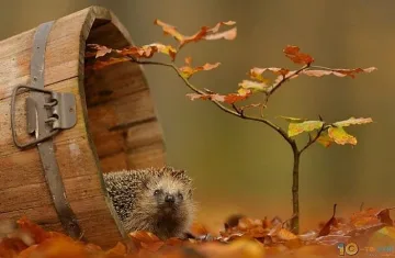 Гневно време. Кошмарни дъждове, дори и сняг