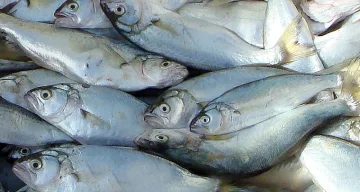Чернокопът излезе, морето завря. Каква е цената