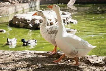 Зоопарк Стара Загора и „Зелени Балкани“ с обща инициатива