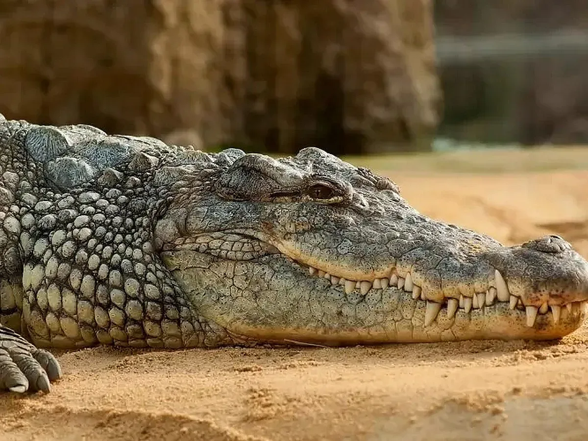Как се гледа нилски крокодил като домашен любимец