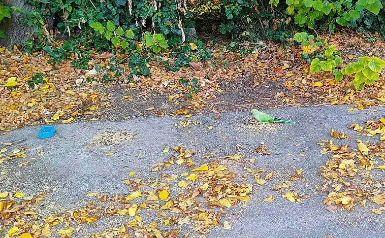 Уникално! Папагал живее в морската градина във Варна