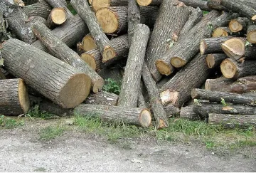 Рекорден добив на дърва. Но защо има недостиг?