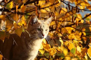 Лятото влиза в ноември. Кога времето се обръща?