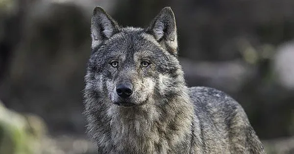 След леопарда: Нови зверове се настаняват в Шумен