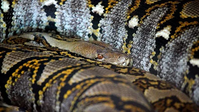 Ужасяващо! Жена беше погълната от питон