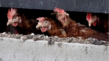 Птичи грип в България. Има ли опасност