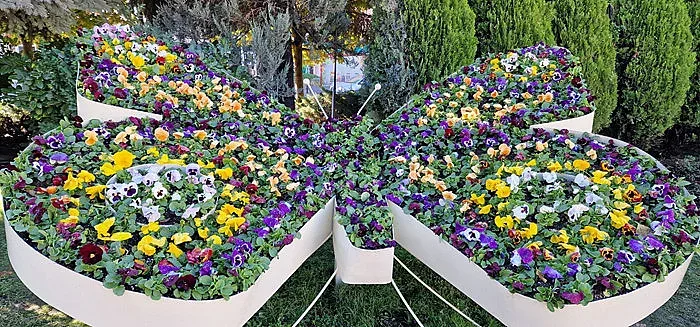 Казанлък хубавее с ново еснно зацветяване