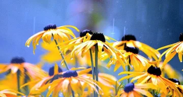 Синоптиците дават банкет. Разбраха кога ще се затопли времето