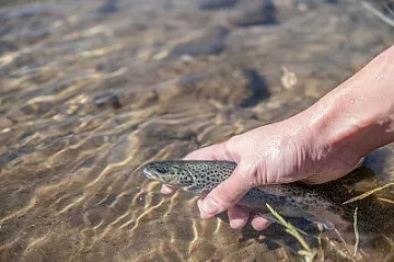  „Дай шанс на Балканката“ зариби р. Искър с над 3 000 балкански пъстърви