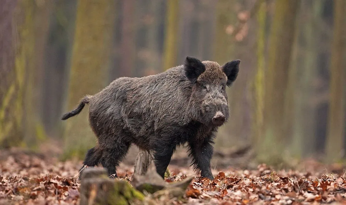 Днес на лов, утре пред машините за гласуване