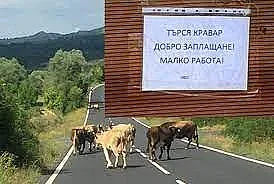 Супер обява за работа! Такава не сте виждали