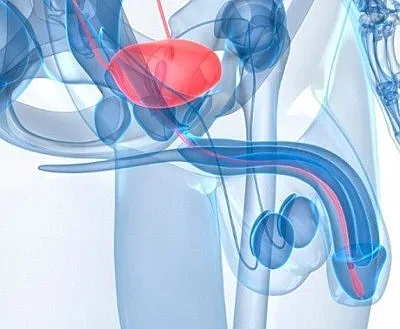 Какво е важно да знаете за простатата?