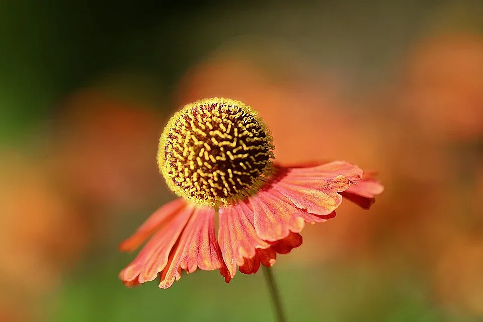 Синоптиците ни взеха за мезе. Ще се върне ли лятото посред есен?
