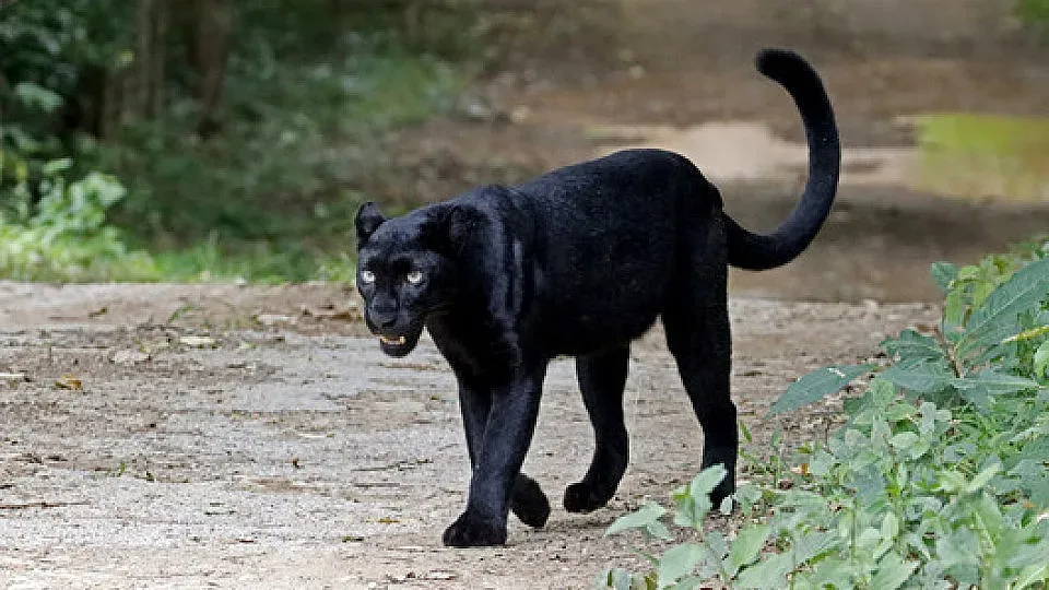 Нова следа от леопарда! Тревога на границата