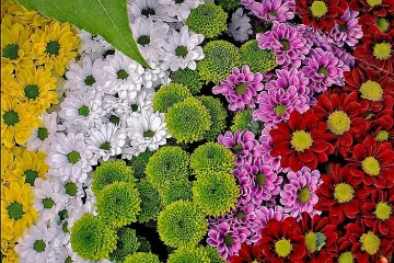 Защо хризантемата е цветето на щастието