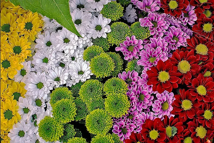 Защо хризантемата е цветето на щастието