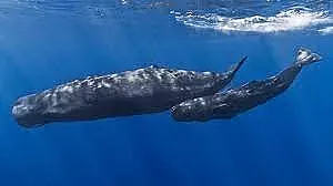 Сензация в Егейско море. Туристите изумени!