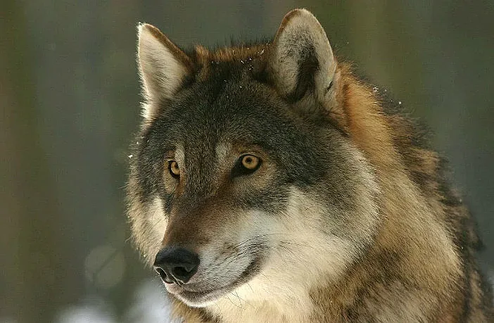 Чуден празник. Черпят вълчи имена