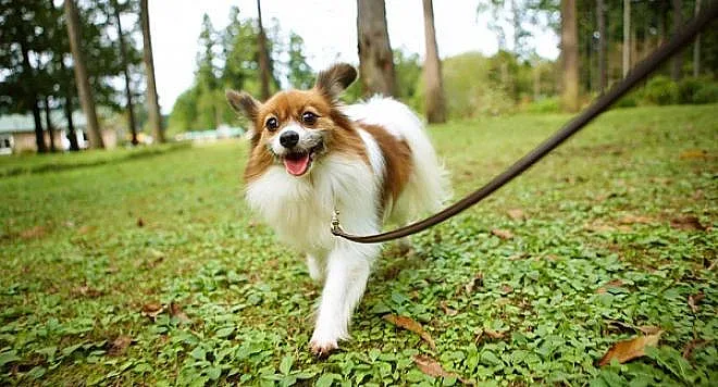 Жестокост! Заради високите цени, хората изоставят любимците си