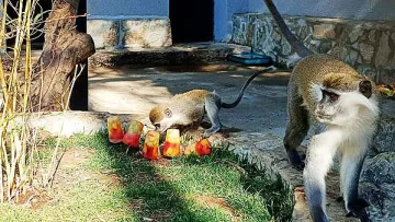 Новородена маймунка е най-новият обитател на Зоопарка в Стара Загора