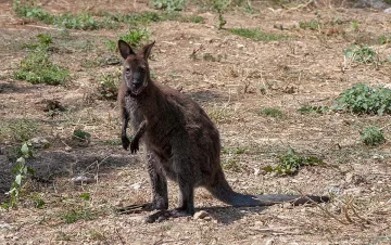 Двойка кенгуру са вече част от Зоопарка в Стара Загора