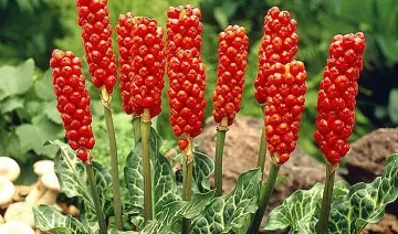 Змийската хурка - най-мистичната билка, която прави чудеса