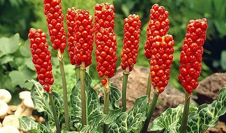 Змийската хурка - най-мистичната билка, която прави чудеса