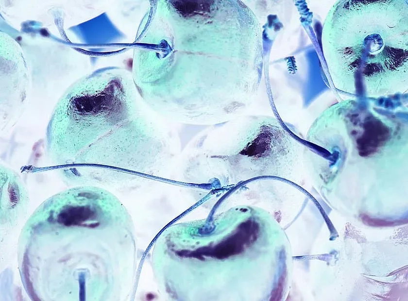 Човешкото тяло се обновява на 7 години. Вярно ли е?