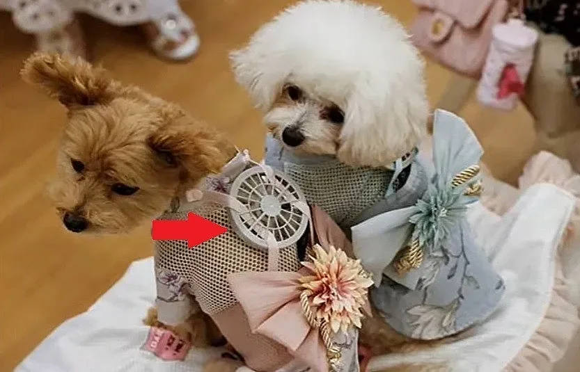 Японци спасяват котки и кучета от жегата с технологични дрехи