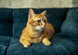 Риж котарак направи жена милионерка