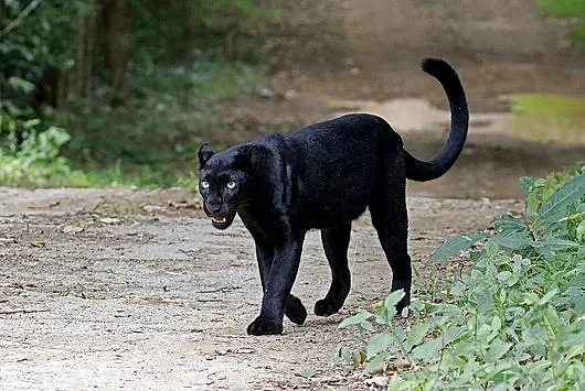 Обрат с леопарда. Извънредно решение в Шумен