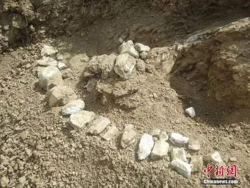 В Китай откриха вкаменелости на кон на 8 милиона години