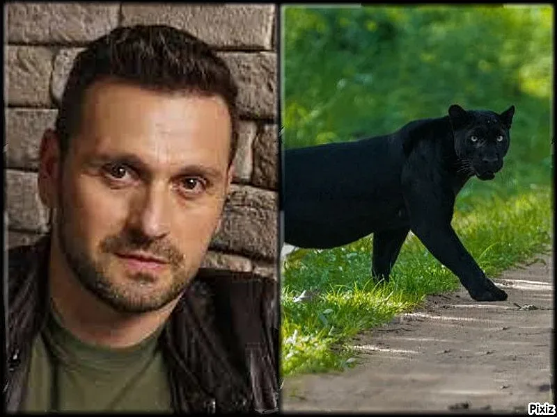 Огромна драма заради леопарда в Шумен. Десетки без работа